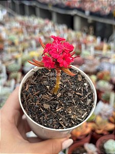 Kalanchoe spider