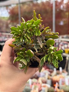Kalanchoe spider
