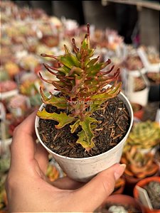 Kalanchoe spider
