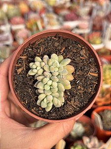 Echeveria rococó