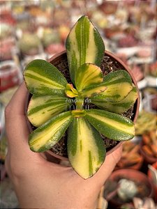 Crassula ovata hummel’s sunset