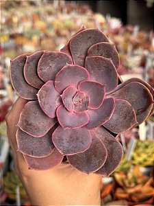 Echeveria linn