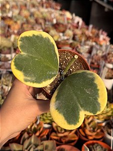Hoya kerrii variegata