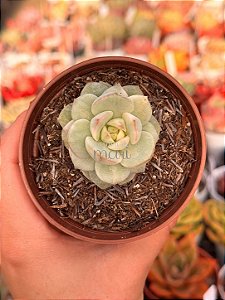 xSedeveria pudgy variegata
