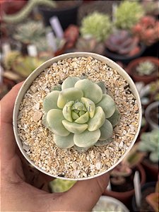 xSedeveria pudgy variegata