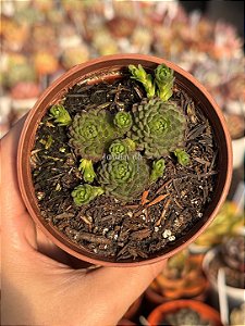 Echeveria v atomy
