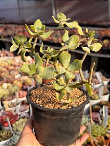 Crassula arborescens (sem raiz) 03