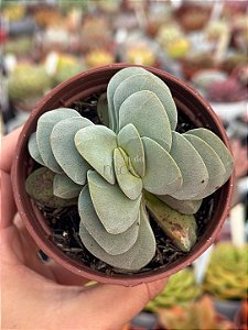 Crassula morgan’s beauty