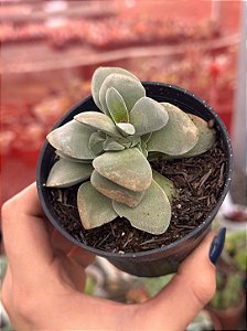 Crassula morgan’s beauty