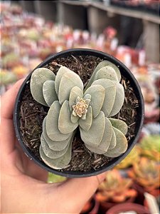 Crassula morgan’s beauty