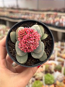 Crassula morgan’s beauty