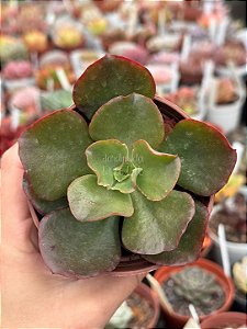 Echeveria Red Sales