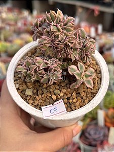 Aeonium sunburst cristata (08)