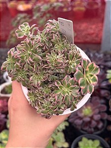 Aeonium sunburst cristata (08)
