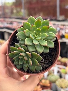 Echeveria Green emerald