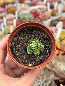 Crassula emerald
