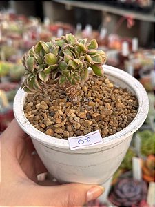 Aeonium sunburst cristata (07)