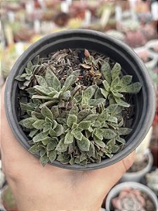 Crassula thysiflora SSP