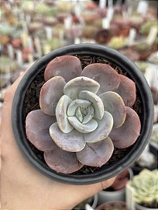 Echeveria teka