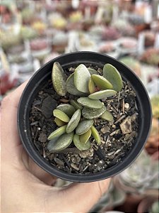 Adromischus hemisphaericus
