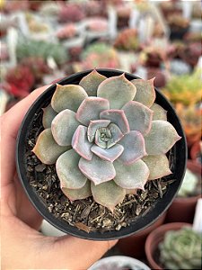 Echeveria summer