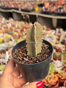 Caralluma speciosa
