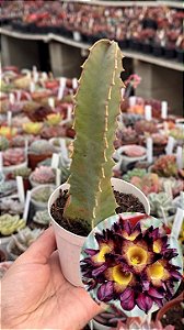 Caralluma speciosa