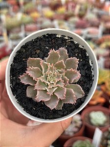 Graptoveria Starfire