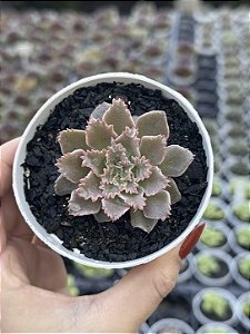 Graptoveria Starfire