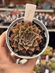 Graptoveria Starfire