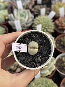 Lithops 02