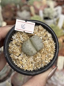 Lithops 16