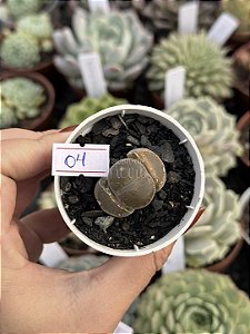 Lithops 04
