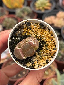 Lithops 17
