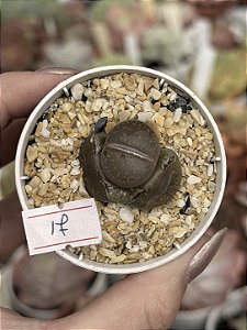 Lithops 17