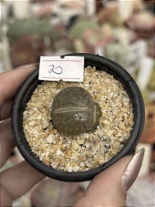 Lithops 20