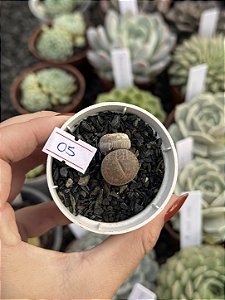Lithops 05