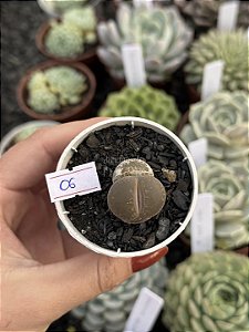Lithops 06