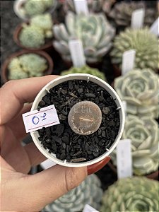 Lithops 07