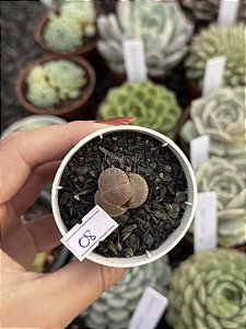 Lithops 08