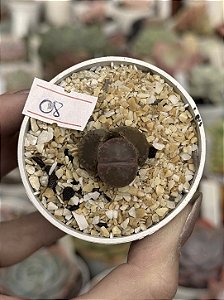 Lithops 08