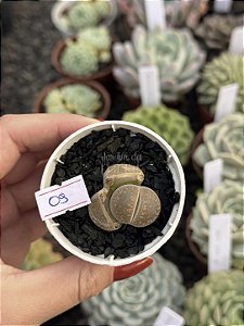 Lithops 09