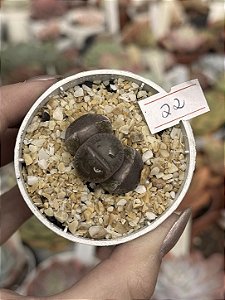 Lithops 22