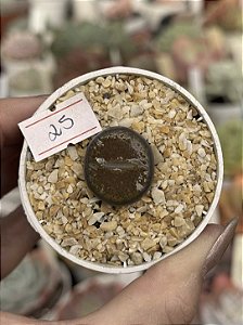 Lithops 25
