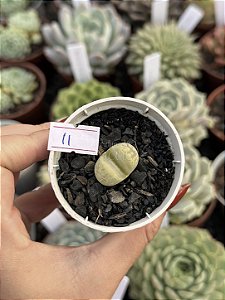 Lithops 11