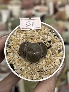 Lithops 24
