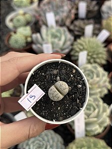 Lithops 19