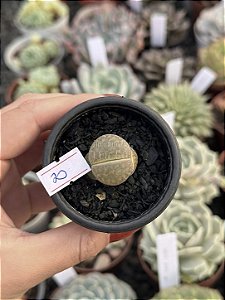 Lithops 20