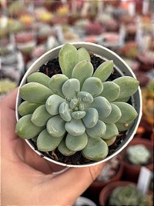 Echeveria blue feather