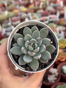 Echeveria ymmie